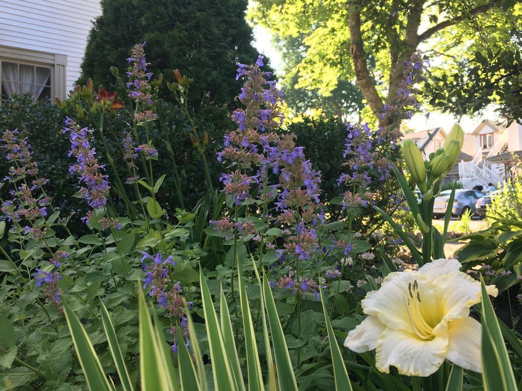 Black Boar Inn Ogunquit Kültér fotó